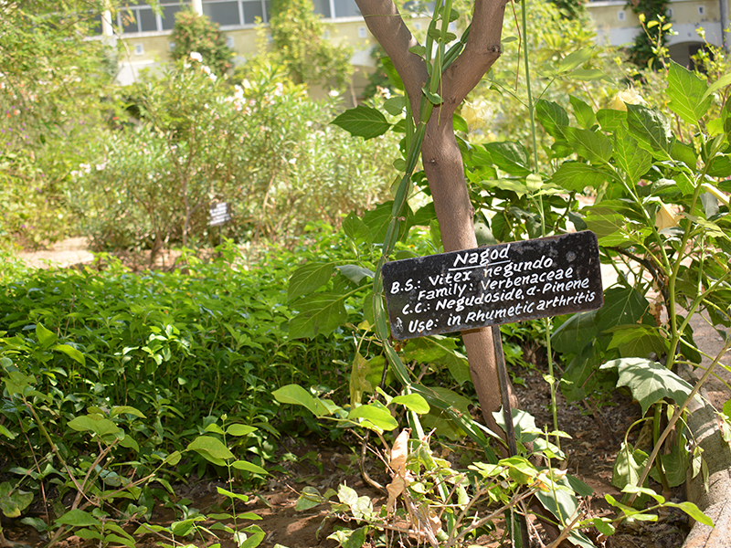 Herbal Garden